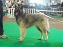 n°94 Chentyt des loups de la foret sacrée 5413